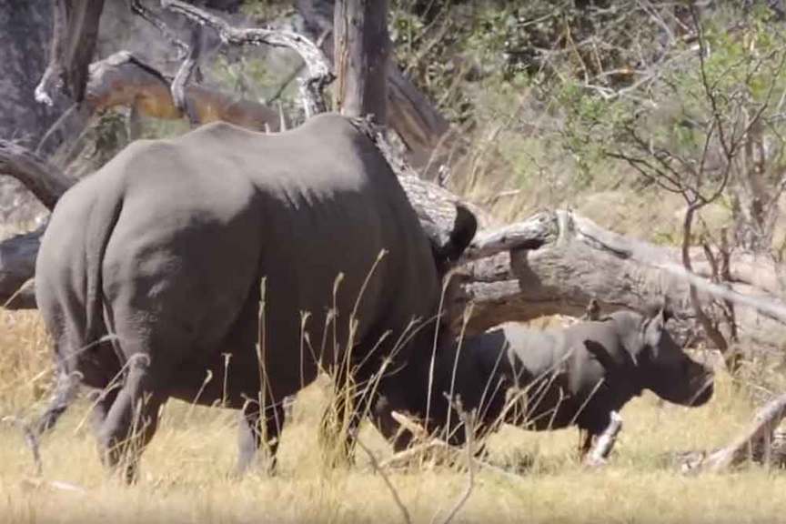 Baby rhino Botswana