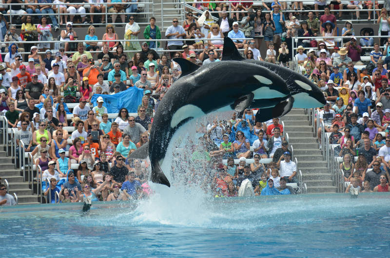 Thomas Cook drops SeaWorld and other captive orca attractions