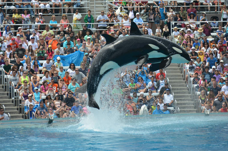 Freedom Conf: SeaWorld stop-sale was tough decision, says Cook