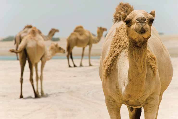 Luxury operator stops selling Egypt tours involving camel rides