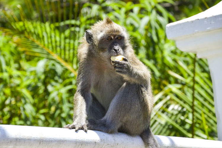 Abta to discuss monkey export trade with Mauritius government