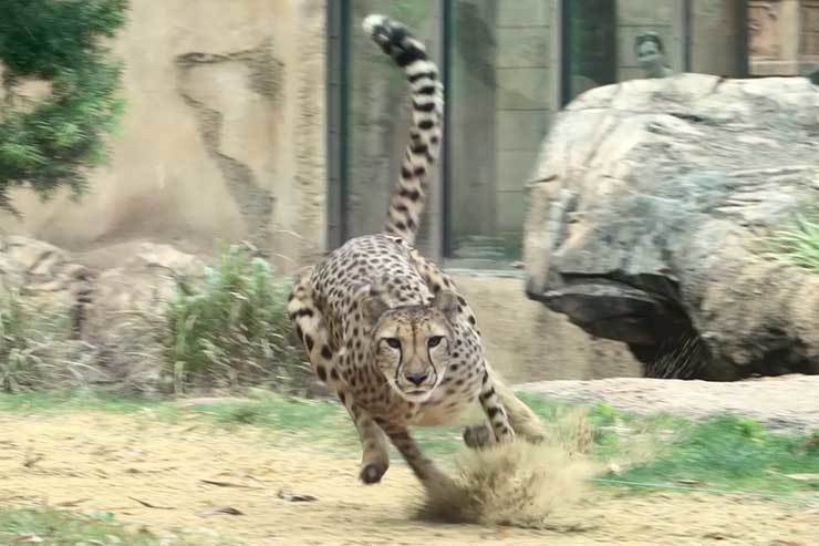 Slow motion cheetah sprint