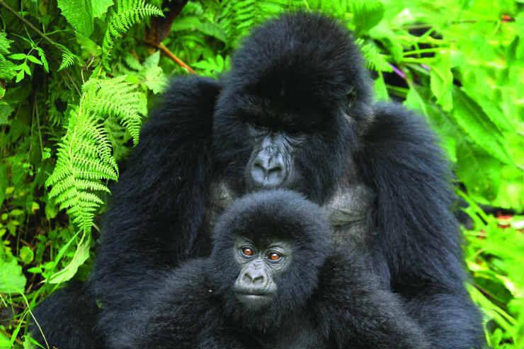 Uganda pledges no increase to gorilla permit costs