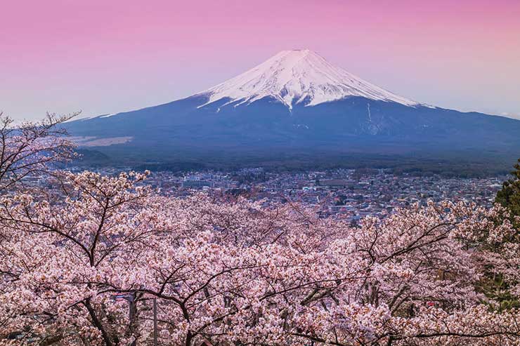 Wendy Wu Tours secures extra Japanese cherry blossom departures
