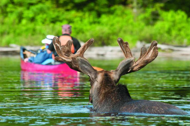 A walk on the wild side: Canada's top adventure wildlife experiences