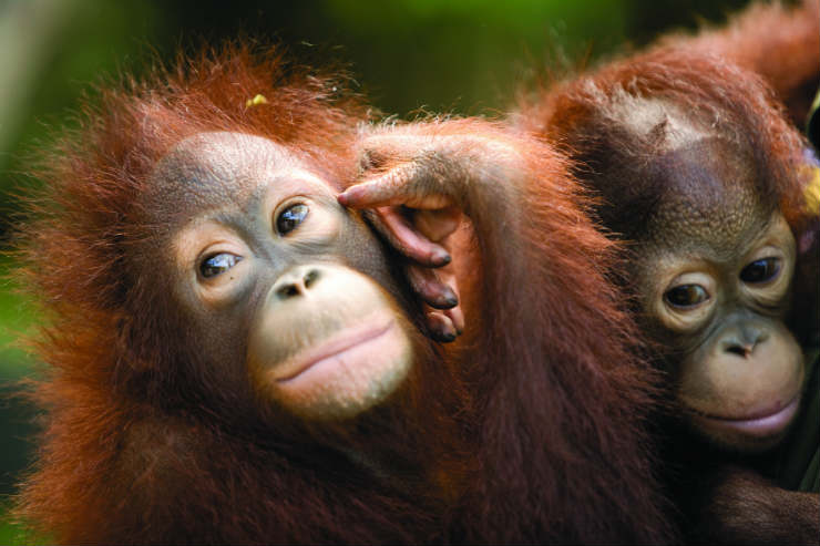 Going ape in Borneo: Meeting the nation’s most sought-after wildlife