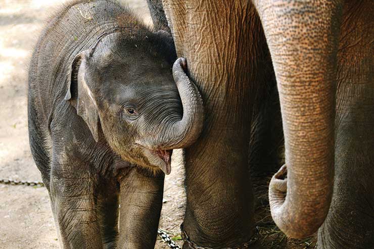 Dozens of elephants found dead near Botswana wildlife reserve