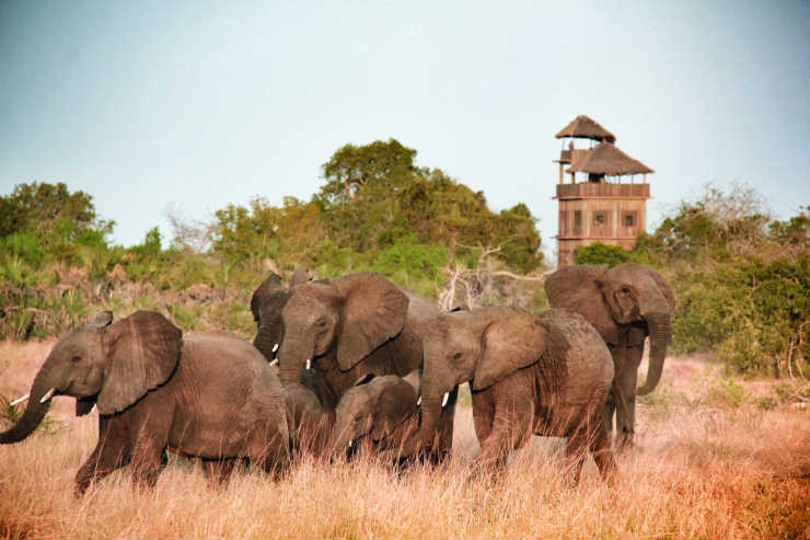 Tourism halt could fuel surge in elephant poaching