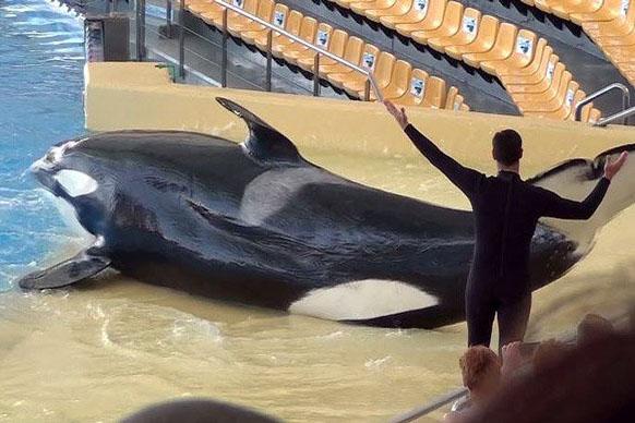 TTG - Travel industry news - Tenerife marine park loses court battle over  orca welfare