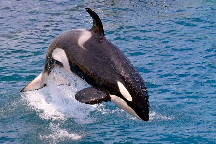 Peta to send 'chained orcas' to Jet2 AGM after buying share