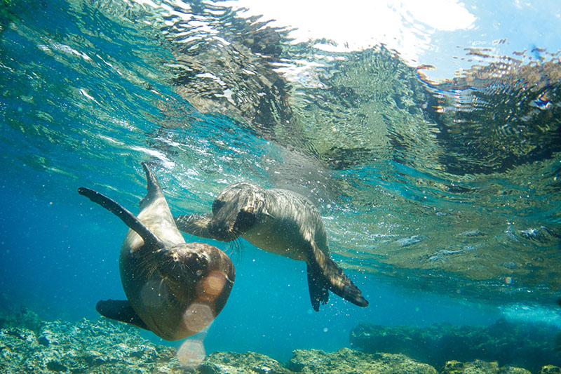 Family-friendly Galapagos cruising