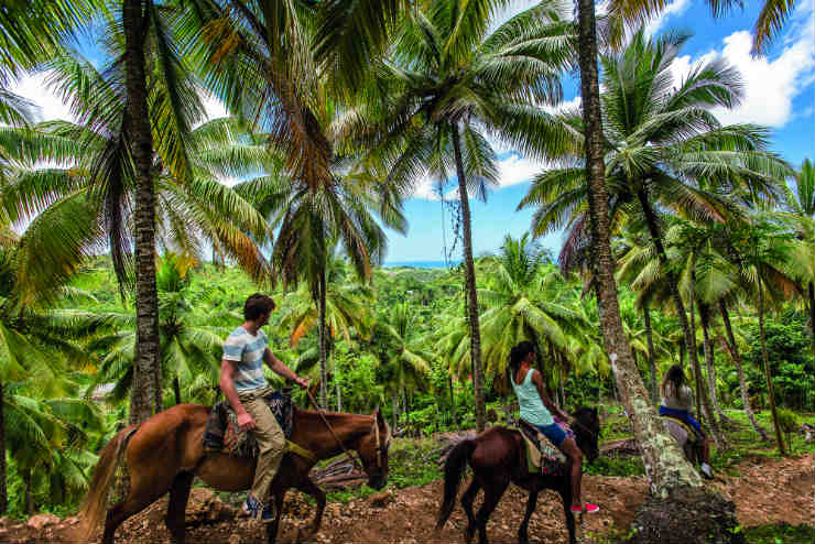 Discovering the green side of the Caribbean