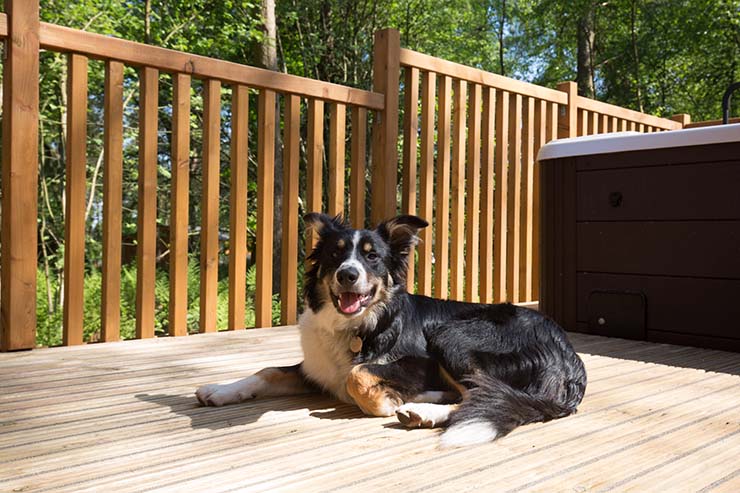 Seven dog-friendly breaks in the UK & Ireland