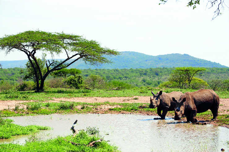 How tourism is supporting endangered rhinos in South Africa