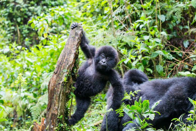 Experiencing gorillas in Rwanda’s Volcanoes national park