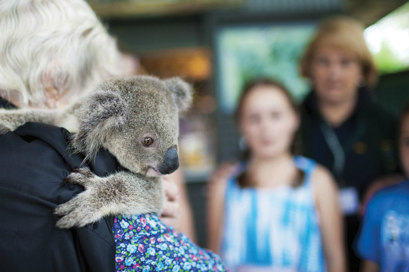 Tourism PR firm backs efforts to save Aussie koalas caught up in wildfires