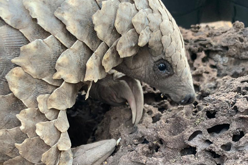 AndBeyond celebrates birth of first wild pangolin for decades