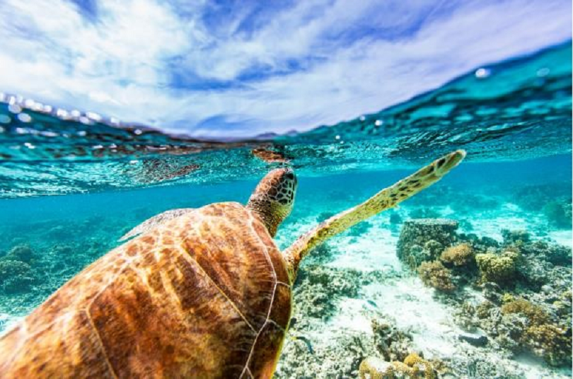 Sandals launches World Ocean Day initiatives