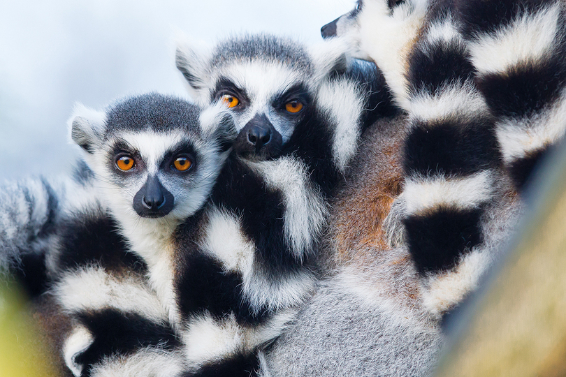 TTG Travel Industry News Silversea Unveils 342 New Sailings In 2024   Lemurs Madagascar Titan 120644524 SS Main 