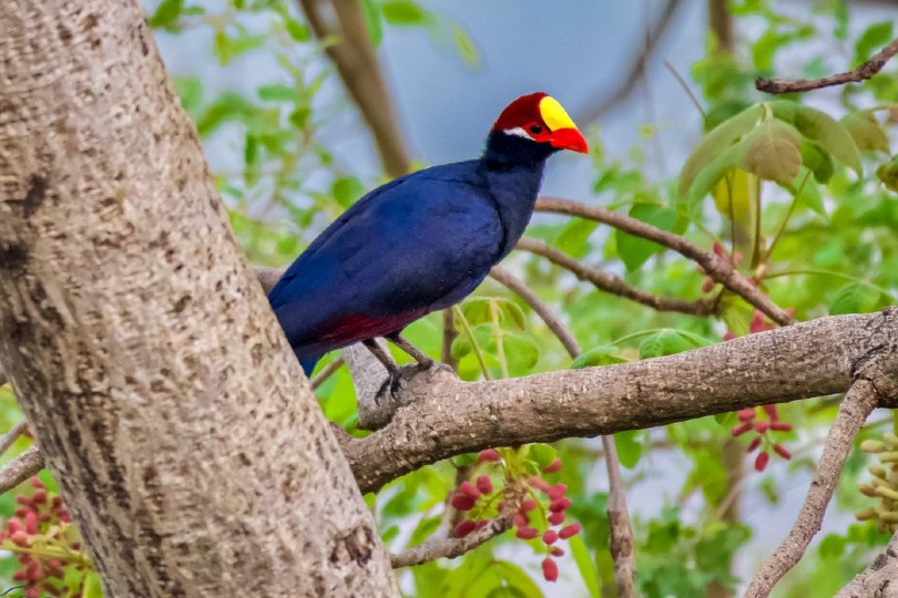 Bird watching is one of West Africa's niche tourism highlights