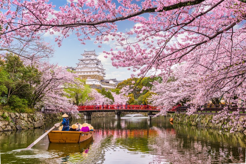 Cherry blossom season is the most desirable time to visit Japan