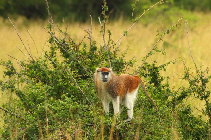 The patas monkey is found across West Africa