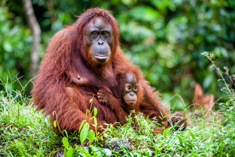 Orangutan with a cub in Borneo, which is proving popular