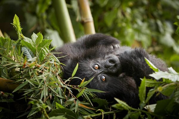 One&Only Gorilla’s Nest offers exclusive conservation insights