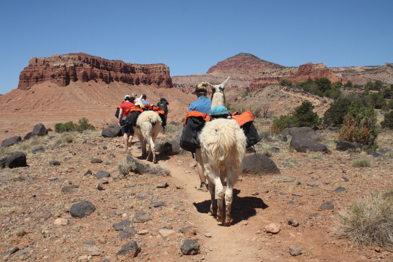 Llamas walking in Capitol Reef National Park © Claire Dodd