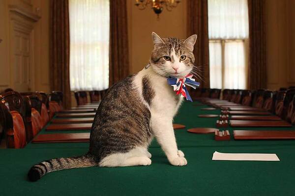 Larry the cat for transport sec? Travel voices frustration at govt chaos