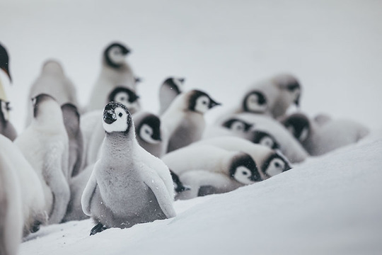 5 top places to see penguins in the wild