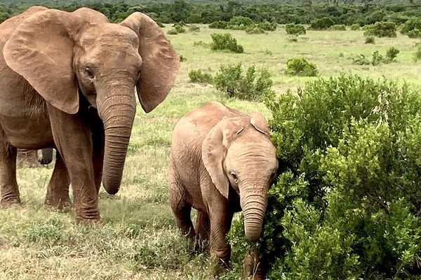 The surprisingly affordable premium safari experience in Africa