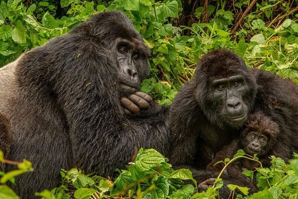 How animal lovers can do good for Uganda by booking a gorilla trek
