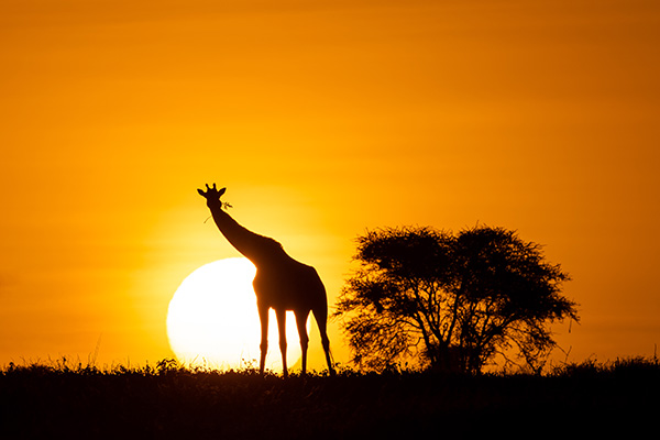 Wilderness Usawa Serengeti, the first luxury mobile camp in Tanzania