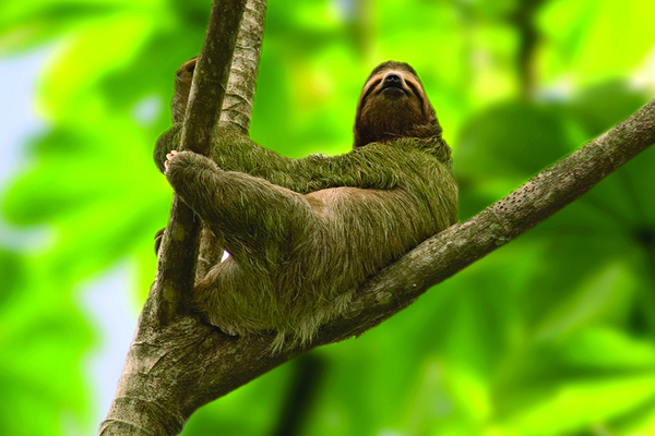 ‘Timeless yet future-proof’: how Costa Rica nails responsible tourism