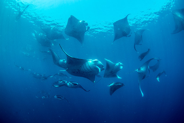 The best place in the world to swim with manta rays