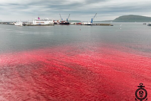 Boycotts not the answer says Ambassador after Faroes whale hunt furore