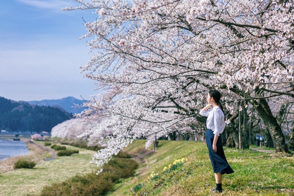 TTG – 掲示板 – 日本の桜の季節「延長」