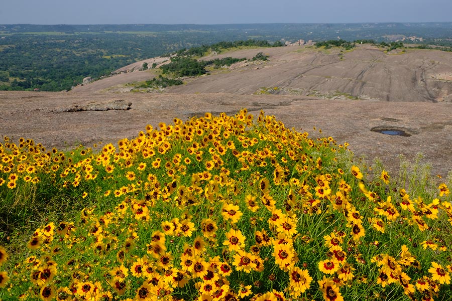 Wildflower Guide — Phil Hardberger Park Conservancy