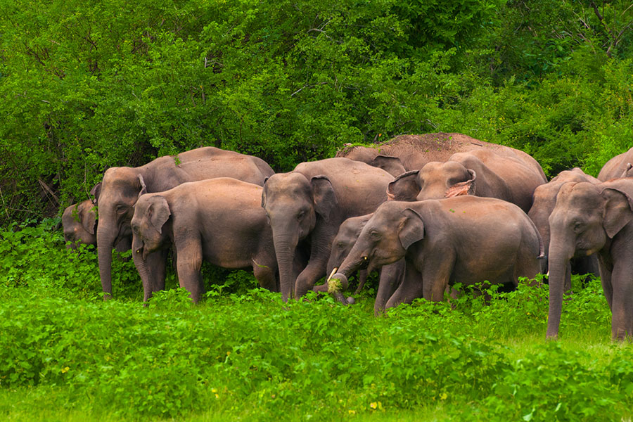 A jumbo initiative to protect elephants in Sri Lanka