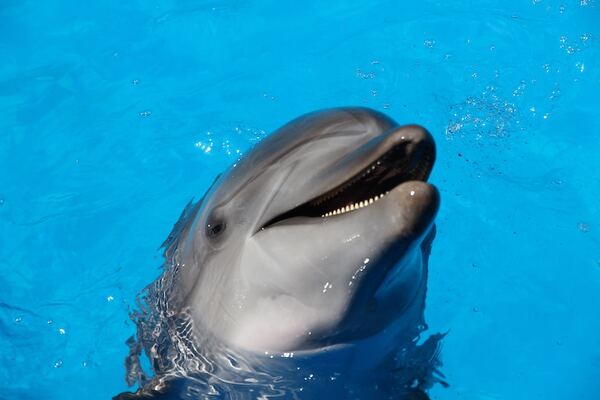 Dolphin photo: Fabrizio Frigeni on Unsplash