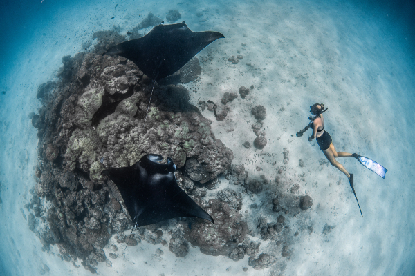 InterContinental Maldives offers chance to swim with manta rays on annual retreat