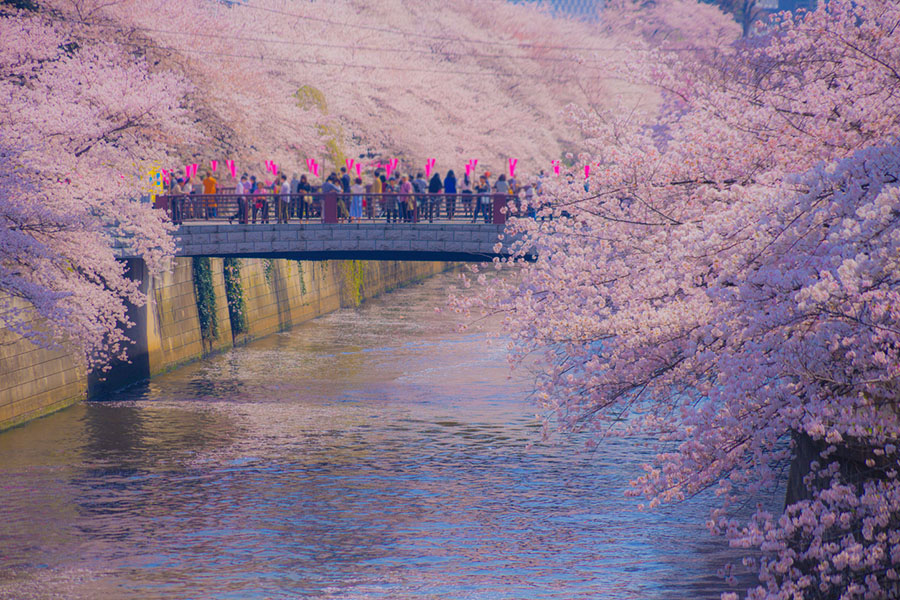How Kyoto intends to tackle its cherry blossom crowds