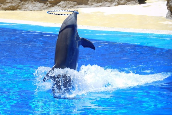 EasyJet holidays bans zoos and marine parks in new animal welfare policy