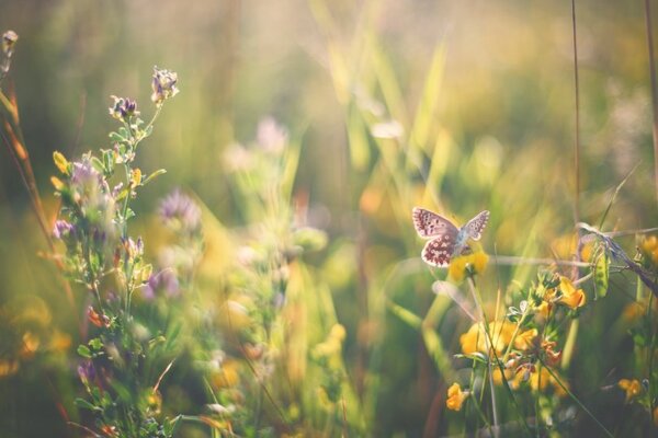 'Nature is a big part of people's holiday experiences; we must take steps to preserve it'