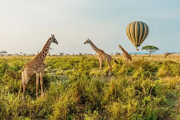Win a gourmet London minibreak or one of five Africa-themed hampers with Audley Travel