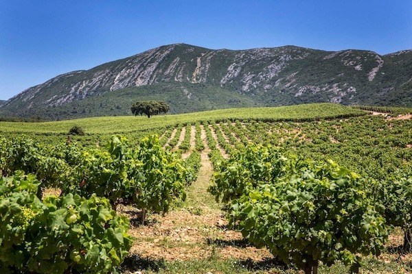 Lisbon gears up for wine harvest