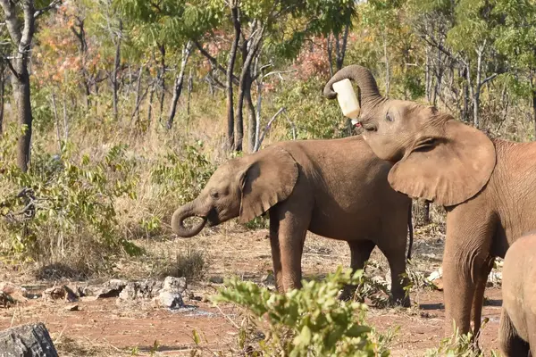 From tourist to gamekeeper: my safari on Zambia's conservation frontline