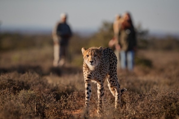 Samara Karoo Reserve unveils Cheetah Trail Experience