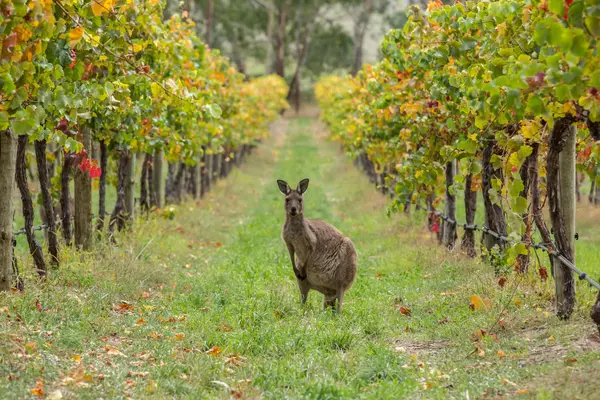 Australia's number one state for wine and wildlife